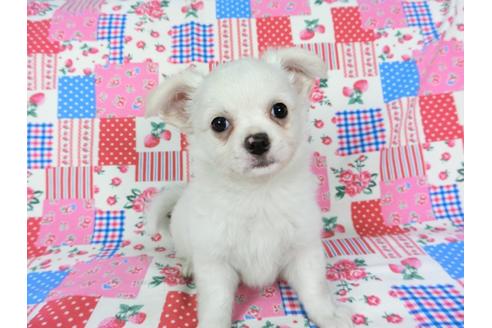 成約済の千葉県のチワワ(ロングコート)-68846の2枚目