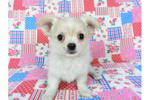 成約済の千葉県のチワワ(ロングコート)-68844の10枚目