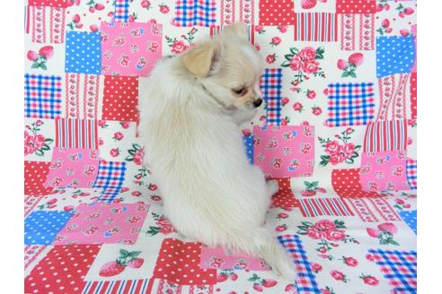 成約済の千葉県のチワワ(ロングコート)-68844の9枚目