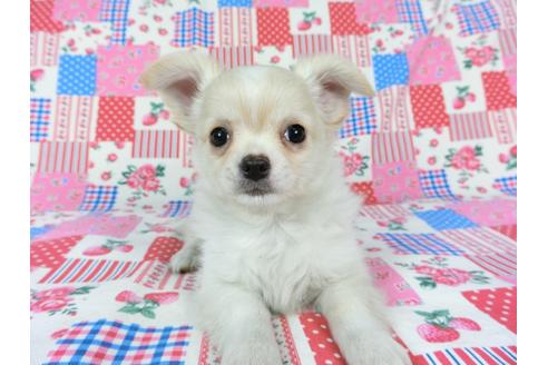 成約済の千葉県のチワワ(ロングコート)-68844の8枚目