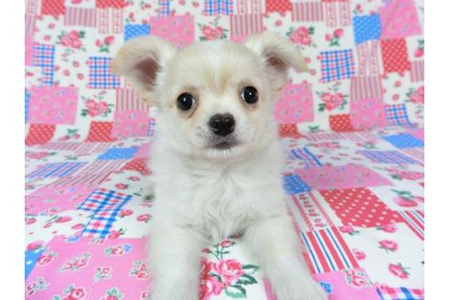 成約済の千葉県のチワワ(ロングコート)-68844の7枚目