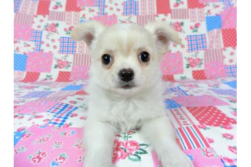 成約済の千葉県のチワワ(ロングコート)-68844の6枚目