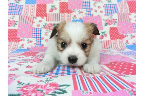 成約済の千葉県のパピヨン-70285の8枚目