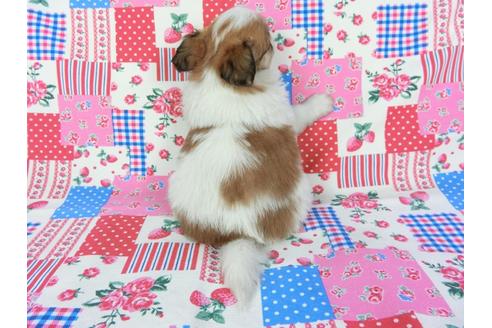 成約済の千葉県のパピヨン-70285の7枚目