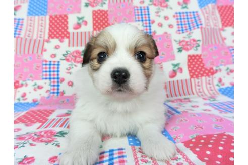 成約済の千葉県のパピヨン-70285の6枚目