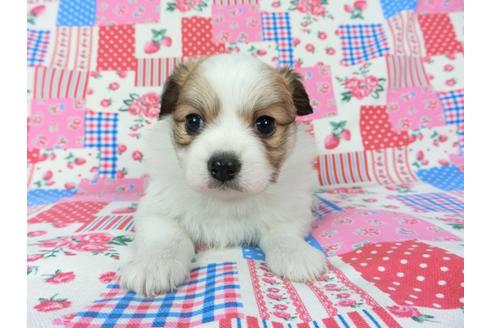 成約済の千葉県のパピヨン-70285の5枚目