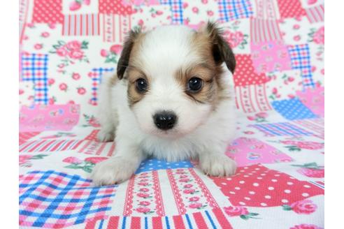 成約済の千葉県のパピヨン-70286