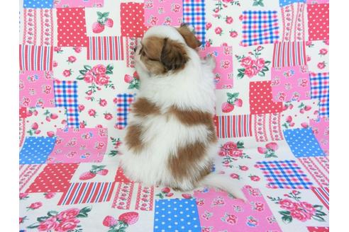 成約済の千葉県のパピヨン-70286の4枚目