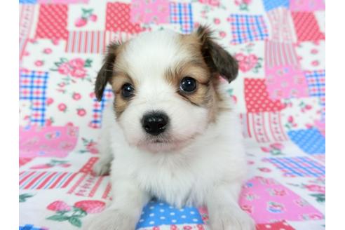 成約済の千葉県のパピヨン-70286の3枚目