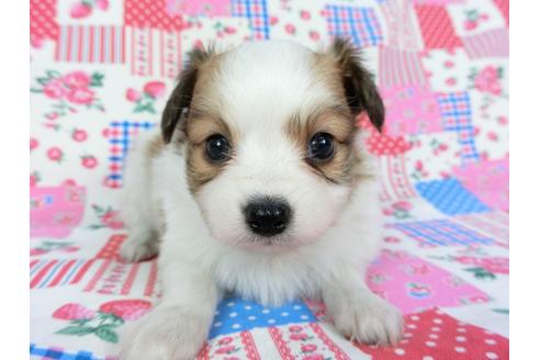 成約済の千葉県のパピヨン-70286の2枚目