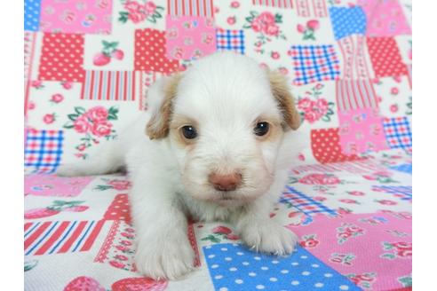 成約済の千葉県のパピヨン-70287の12枚目