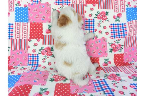 成約済の千葉県のパピヨン-70287の11枚目