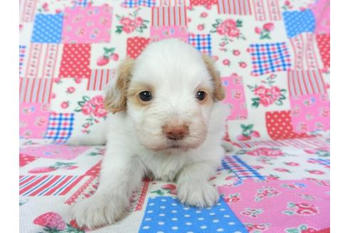 成約済の千葉県のパピヨン-70287の10枚目