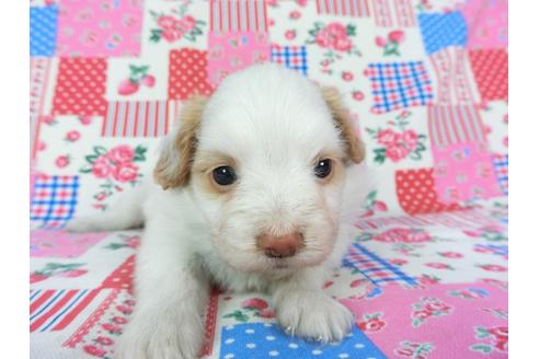 成約済の千葉県のパピヨン-70287の9枚目