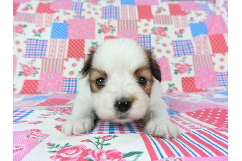 成約済の千葉県のパピヨン-70288の8枚目