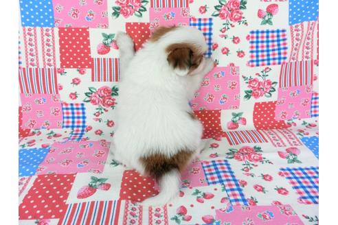 成約済の千葉県のパピヨン-70288の7枚目