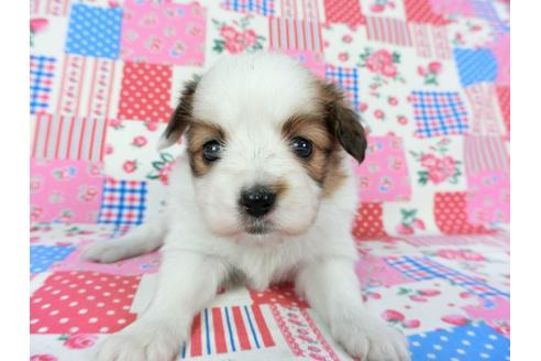 成約済の千葉県のパピヨン-70288の6枚目