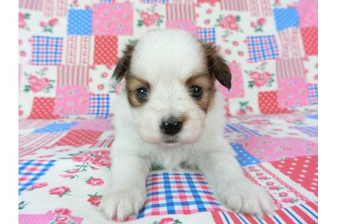 成約済の千葉県のパピヨン-70288の5枚目