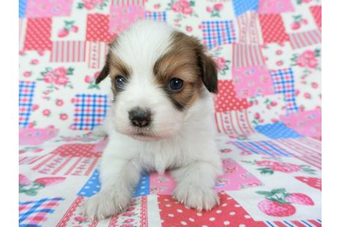 成約済の千葉県のパピヨン-70289の1枚目