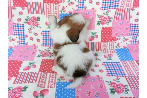 成約済の千葉県のパピヨン-70289の4枚目