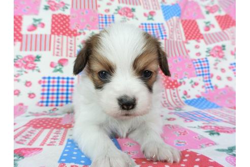 成約済の千葉県のパピヨン-70289の3枚目