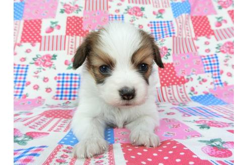 成約済の千葉県のパピヨン-70289の2枚目