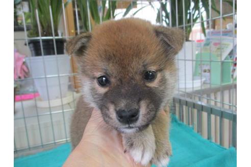 成約済の岡山県の柴犬-70304の1枚目