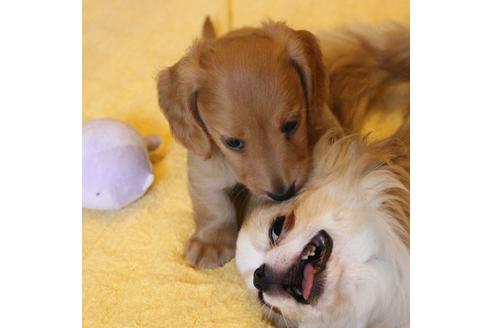 成約済の愛知県のカニンヘンダックスフンド(ロングヘアード)-68204の1枚目