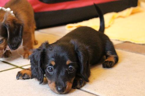 成約済の愛知県のカニンヘンダックスフンド(ロングヘアード)-68115の9枚目