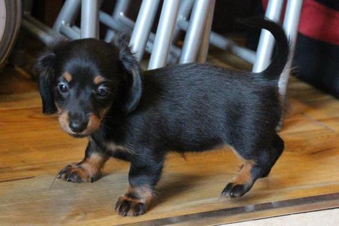 成約済の愛知県のカニンヘンダックスフンド(ロングヘアード)-68115の8枚目