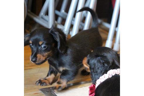 成約済の愛知県のカニンヘンダックスフンド(ロングヘアード)-68115の7枚目