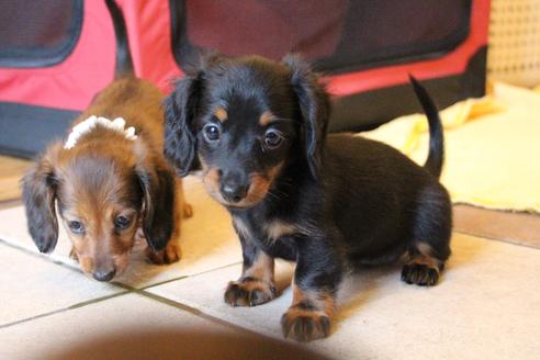 成約済の愛知県のカニンヘンダックスフンド(ロングヘアード)-68115の6枚目