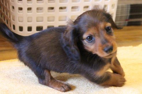 成約済の愛知県のカニンヘンダックスフンド(ロングヘアード)-68112の11枚目