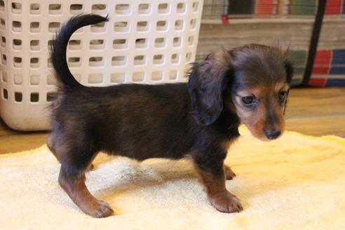 成約済の愛知県のカニンヘンダックスフンド(ロングヘアード)-68112の10枚目