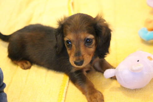 成約済の愛知県のカニンヘンダックスフンド(ロングヘアード)-68112の9枚目