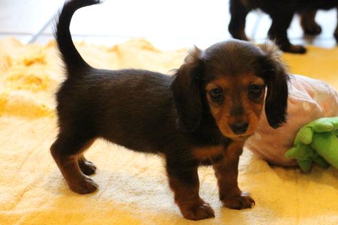 成約済の愛知県のカニンヘンダックスフンド(ロングヘアード)-68112の8枚目
