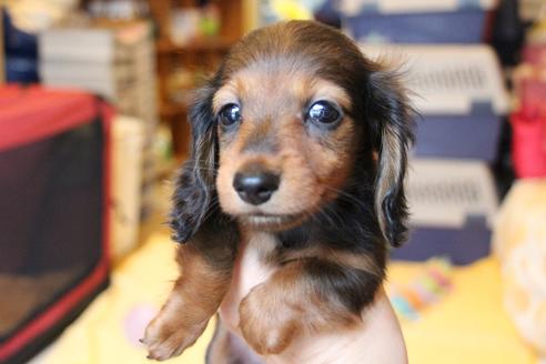 成約済の愛知県のカニンヘンダックスフンド(ロングヘアード)-68112の6枚目