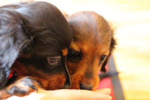 成約済の愛知県のカニンヘンダックスフンド(ロングヘアード)-68112の5枚目