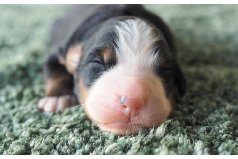 成約済の愛知県のバーニーズマウンテンドッグ-70315の1枚目