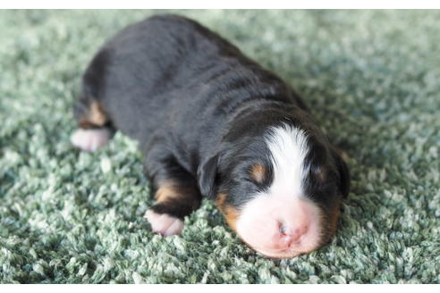 成約済の愛知県のバーニーズマウンテンドッグ-70315の3枚目