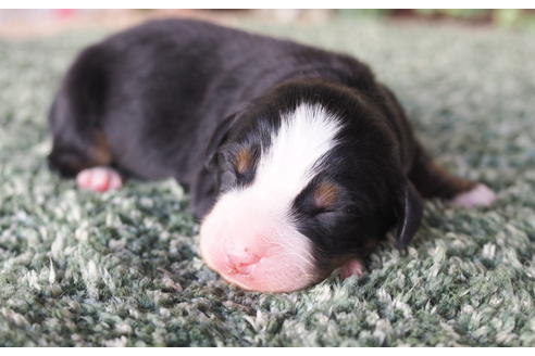 成約済の愛知県のバーニーズマウンテンドッグ-70316の4枚目