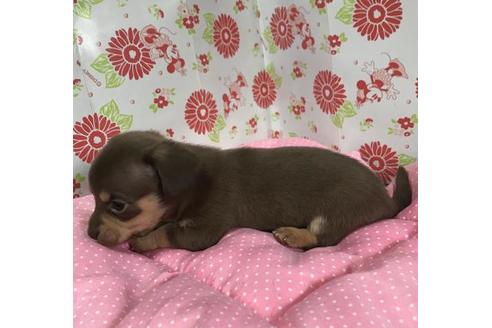 成約済の愛知県のチワックス:チワワ×ミニチュアダックスフンド-69656の3枚目