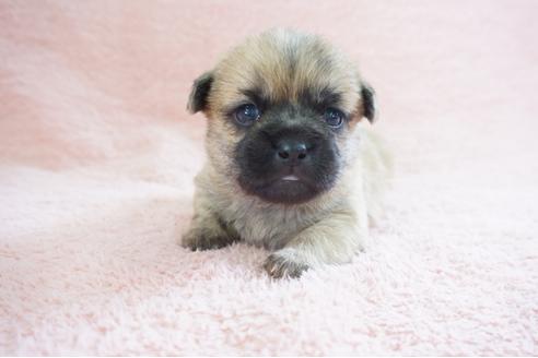 成約済の奈良県のミックス犬-70345の1枚目