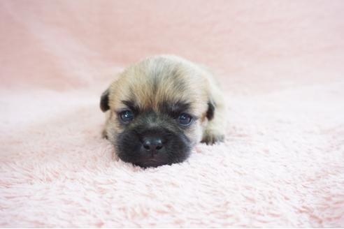成約済の奈良県のミックス犬-70345の5枚目