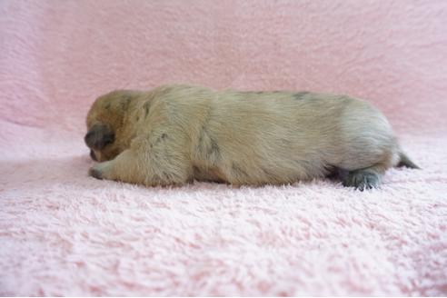 成約済の奈良県のミックス犬-70345の4枚目