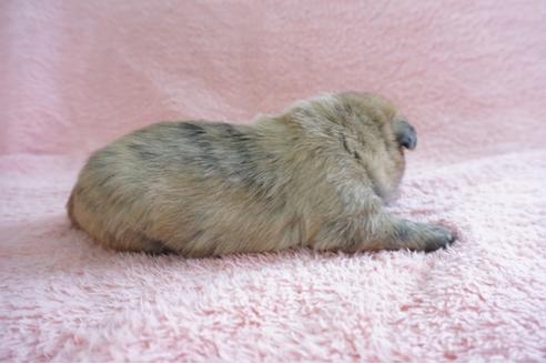 成約済の奈良県のミックス犬-70345の3枚目