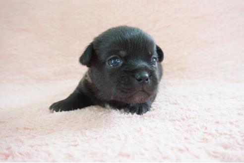 成約済の奈良県のミックス犬-70346の1枚目