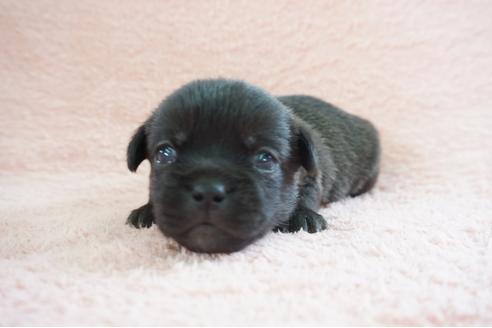 成約済の奈良県のミックス犬-70346の5枚目