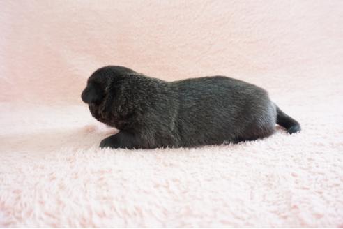 成約済の奈良県のミックス犬-70346の4枚目