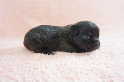 成約済の奈良県のミックス犬-70346の3枚目